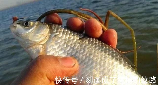 渔获|老钓手果然没吹牛，野钓鲫鱼只要用上这四招，天天去钓都不过瘾