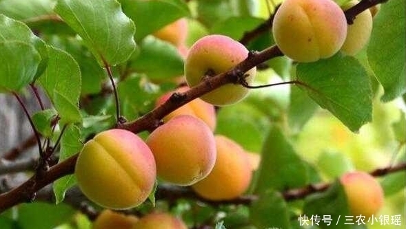 杏子生津止渴、润肺化痰,农民只需做好四点,