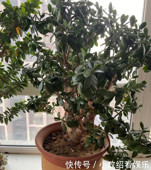 养了二十年的玉树开花了