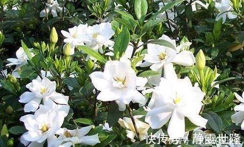 花友最喜欢的4种花，浇水就疯长，开花就爆盆，养在家里太美了！