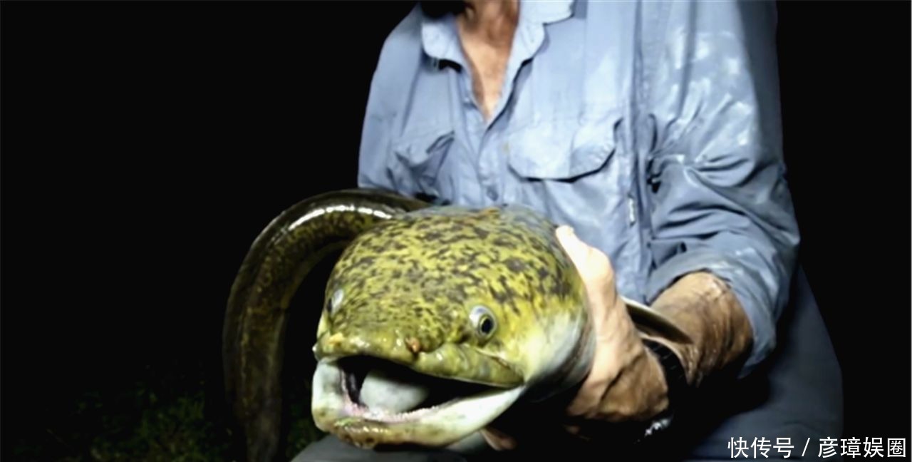 澳大利亚|日本政府被逼疯了：这样的生物入侵为什么不会发生在中国？