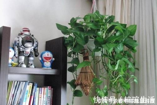 花盆|还在用花肥养花盆里埋10粒它,半年不用施肥,叶绿花又旺