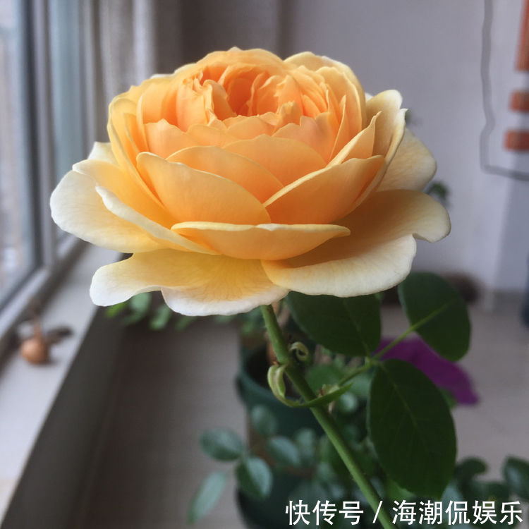 栀子花|4种适合夏天养的花朵,漂亮好养,开花迷人多又香,叶片爆满翠绿