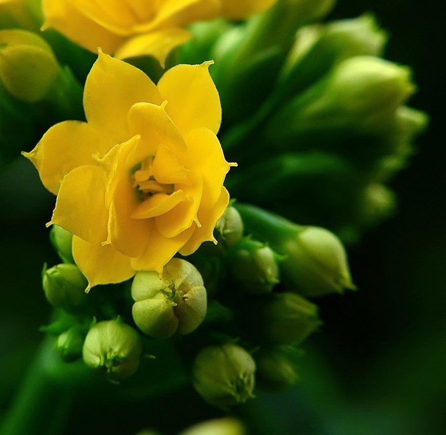 花苞|长寿花徒长不开花剪1剪再戴个“帽子”,呼呼冒花苞