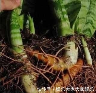 什么阿司匹林、维生素都不如“1块它”,掰碎扔盆里,壮根挤破盆