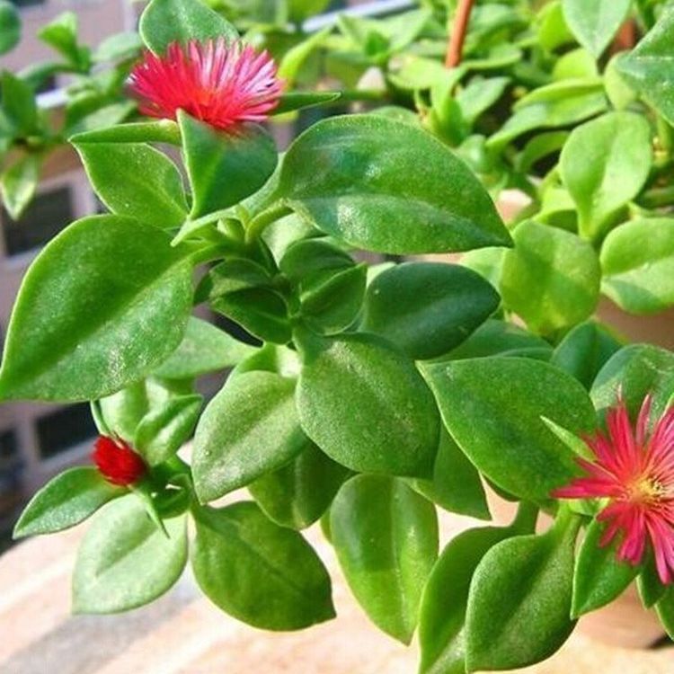 夏威夷果|人到中年想长寿，可以多吃3种食物，美容养生，有益健康！