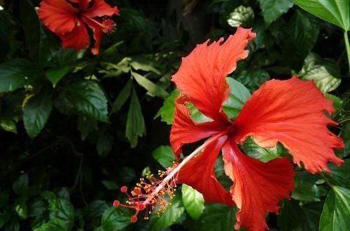 养多肉10年,总结出5种价格便宜、好看好养的多肉,适合新手!