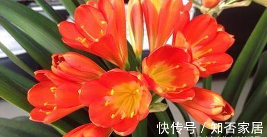君子兰开花有诀窍,牢记多晒太阳,少浇水勤施肥,注意温差这几样