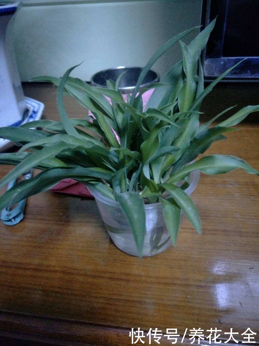 养花换个方法,直接插水里养,干净长得快