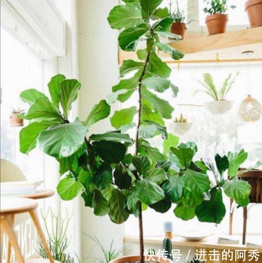 20种“坑人花”,真的很难养,没有三五年的养花经验,别入坑