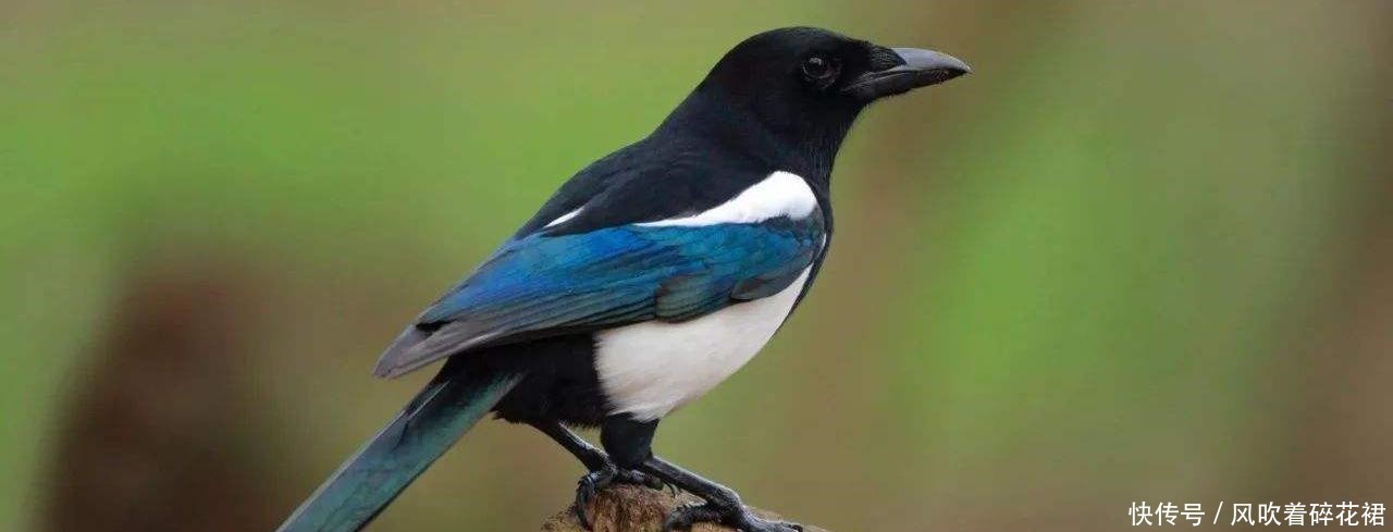 俗语“宅子出现三喜,家中能人辈出”,这三喜分别是什么,准么