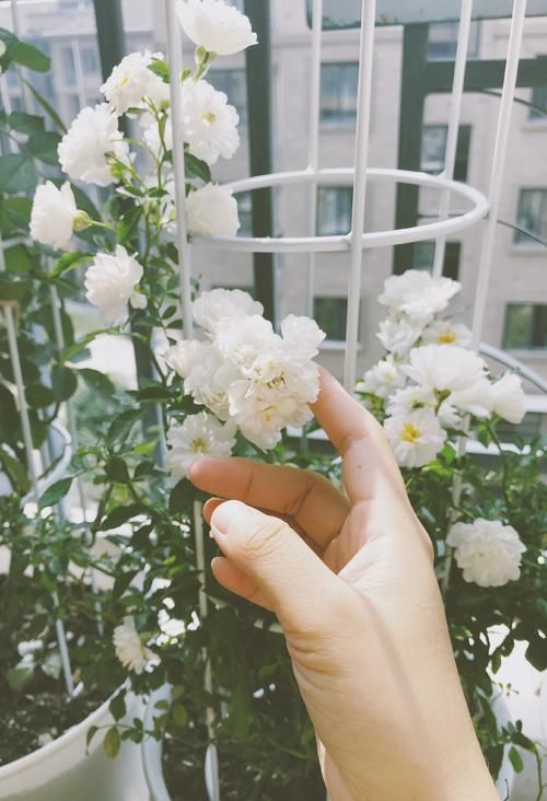 彗星——阳台盆栽“新宠”，常年开花，花量丰富，好看又好养