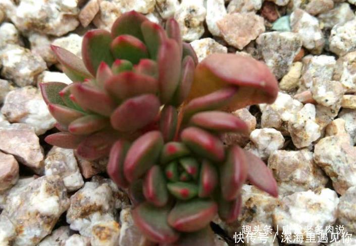 叶片|只要给机会就有可能逆袭——记多肉红宝石从叶片到老桩的成长过程