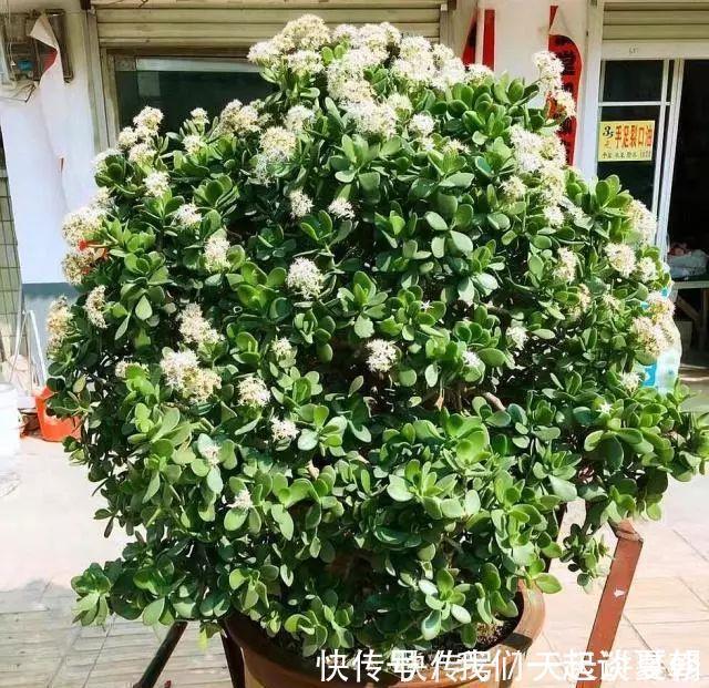 有“讲究”的人都喜欢这“3种树”,叶多枝壮,摆在家中纳福养人