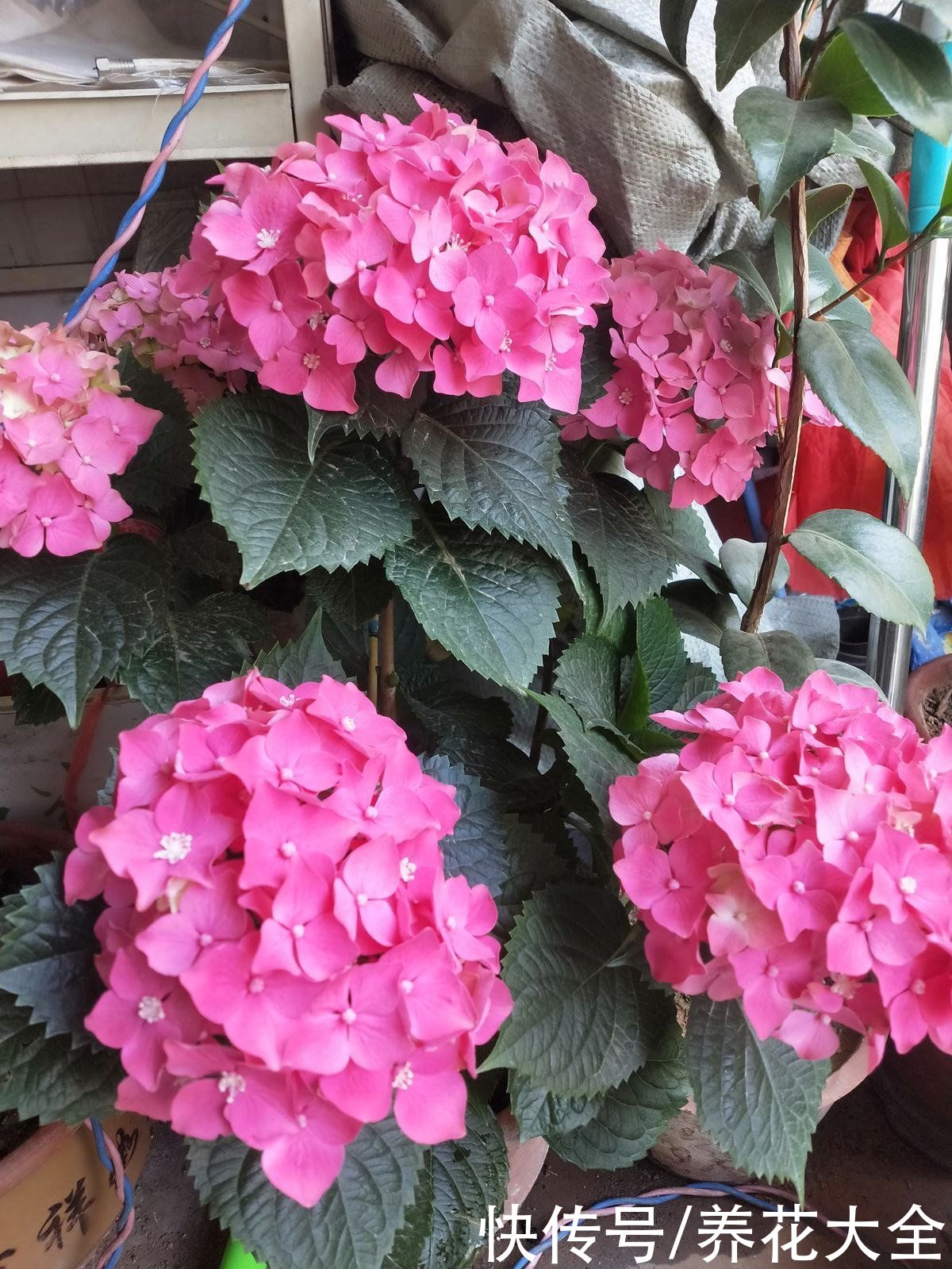 茉莉|养花不要贪多,只选一个最好的品种,在家就能养成花海