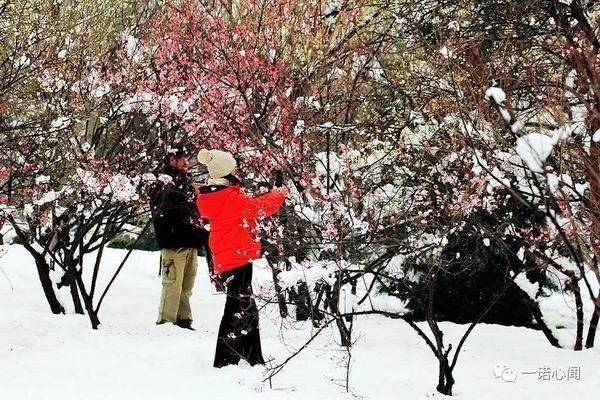 安阳喜降梅花雪