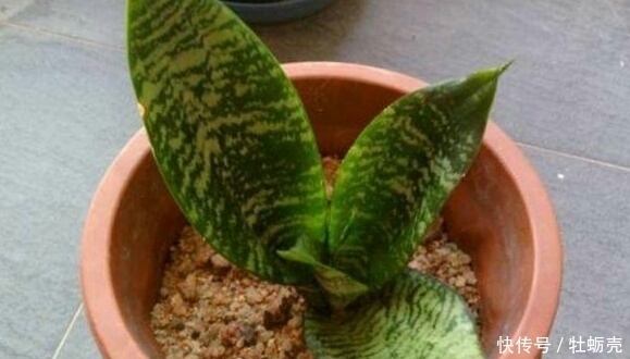 施肥|想要养好花,记住1句话,10种盆栽都能用,养1盆爆1盆!