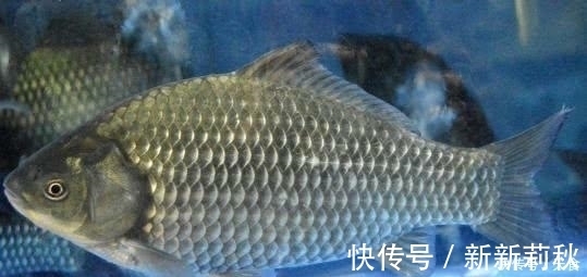 香酥鲫鱼|做鲫鱼时,加一点它,鱼刺“化于无形中”,从头吃到尾连渣都不剩
