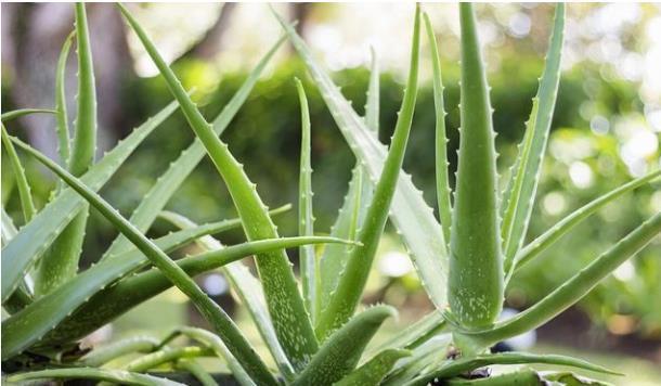 人懒还想养花怎么办？这六种花要学会控水，越懒养长得越好