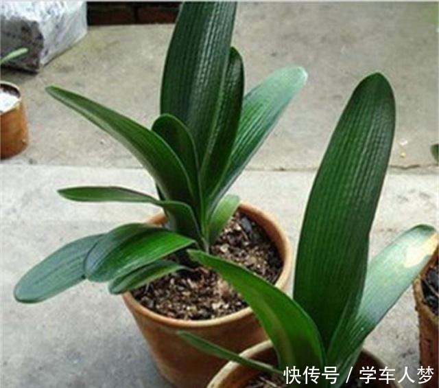养君子兰别整那些虚的！这么养，叶片绿油油，一年开2次花！