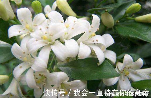 秋海棠|4种花养了就爆盆，好养易活开花漂亮，一养就上瘾