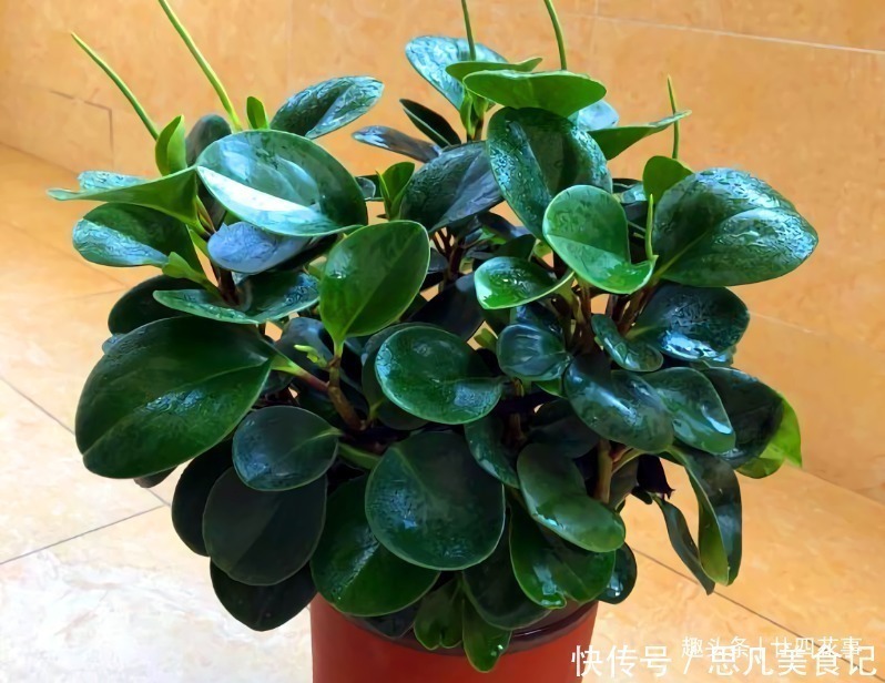 种花|6种花，长高就“变丑”，株型低矮才“漂亮”，要舍得剪！