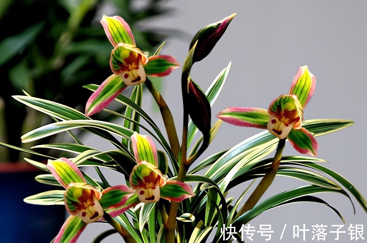 兰中珍品“帝王妃”,花开多色,香味淡雅,叶片圆润,不可多得