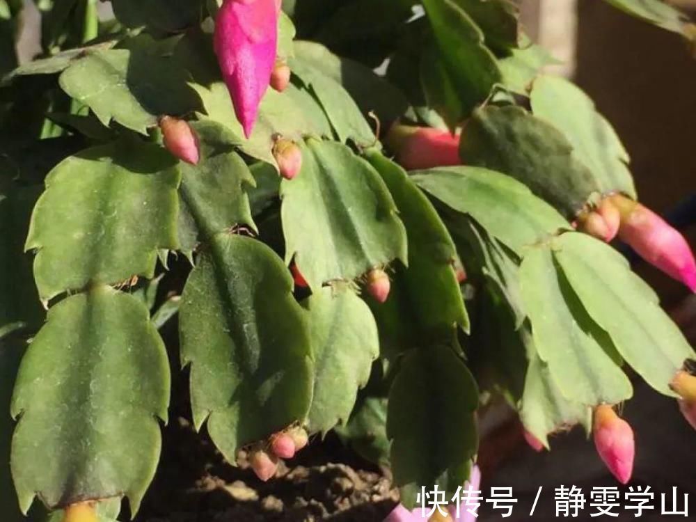 叶子|养护蟹爪兰，要注意8个要点，才能开出仙气飘飘花