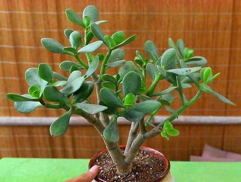 浇水|玉树很精致，养护出现问题，你这么解决就好