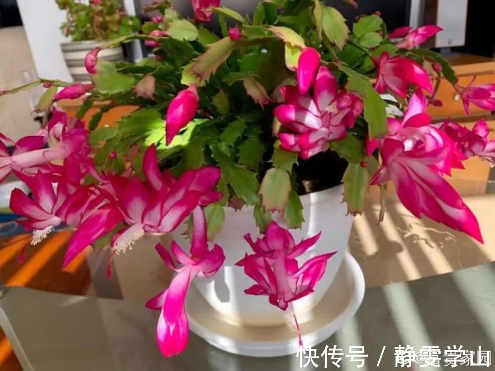 叶子|养护蟹爪兰,要注意8个要点,才能开出仙气飘飘花