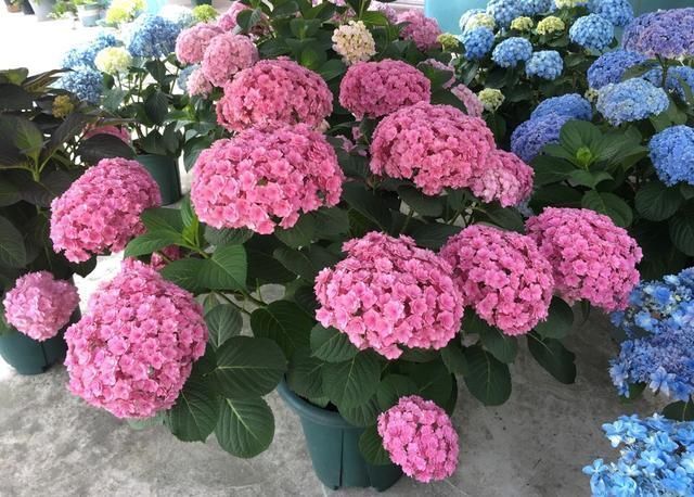 植株|夏天有12种花“晒不得”，见了“强光”就黄叶，挪个地方长得好