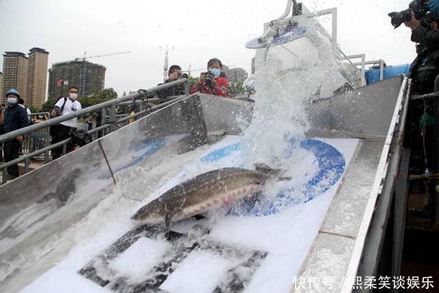 野生|洪水中大量鲟鱼靠岸,各地频繁有人钓获,是中华鲟吗?