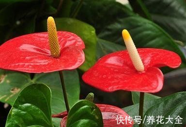 钱串子|适合办公桌的“耐阴花”，有旺运增财好兆头，皮实又好养