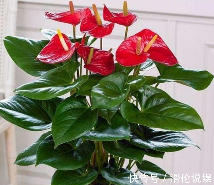 红掌|聪明人都养4种花,镇宅旺财添富贵,缓解眼部疲劳,还防辐射!