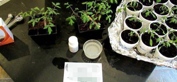 浇花|一毛钱的小东西，碾碎了浇花长势壮，扦插生根快，开花一倍