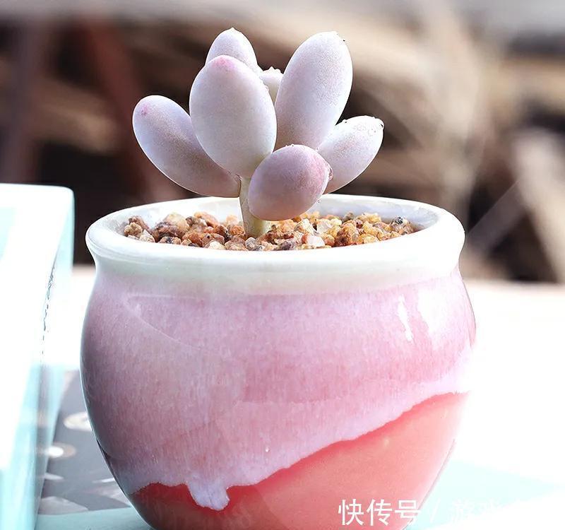 多肉中的美仙女，叶片鲜艳又肥美，颜值，气质俱佳，太可爱了