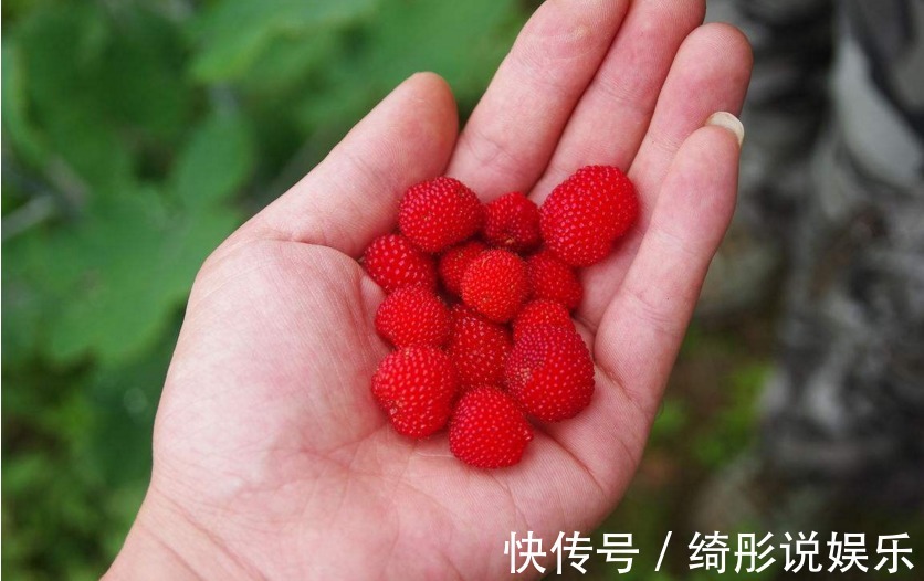 草莓|农村地头一种野果,有点像草莓,老中医却说此物可以用来治病