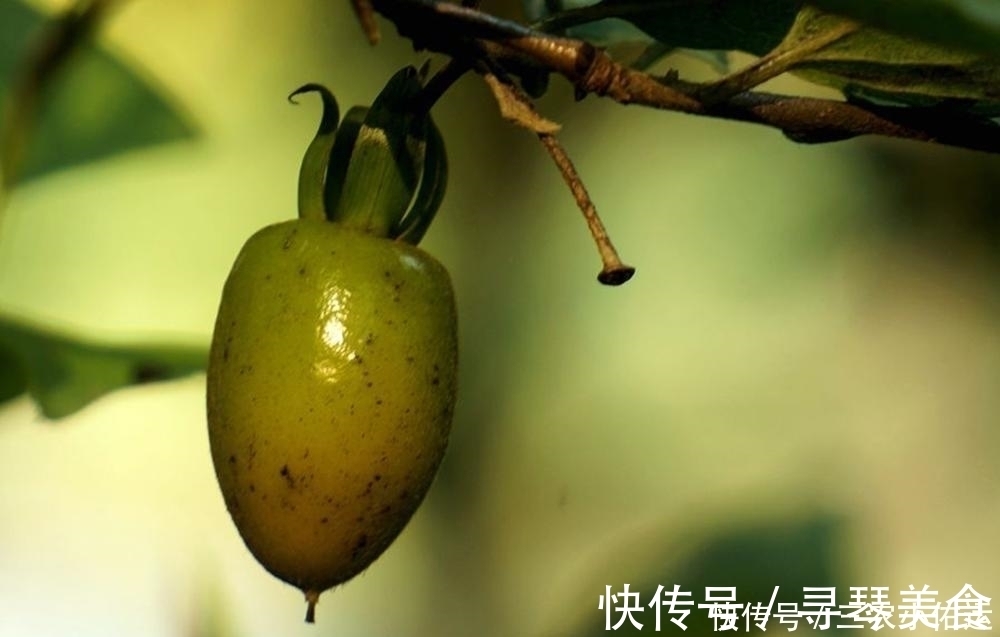 弹子|常被误以为是柿子，果实挂满树没人吃，树桩却被大量滥挖