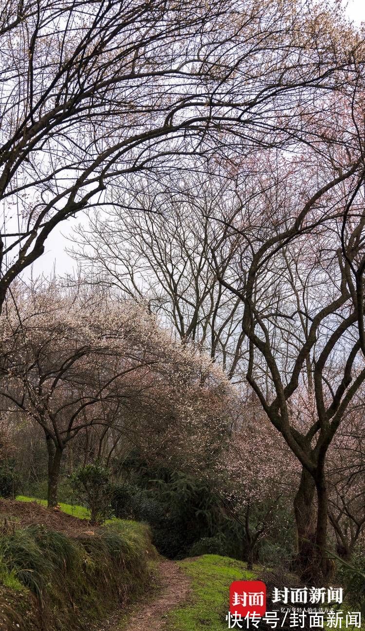 郎骑竹马来|青梅花开满 百花迎春归