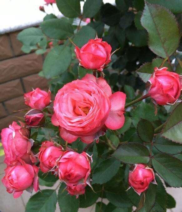 屋顶花园养月季,注意“浇水施肥修剪”,一棵开300朵,花开不断