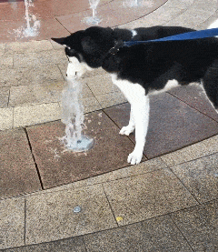 |搞笑GIF:狗狗自信的一跳,这样的结果尴尬了