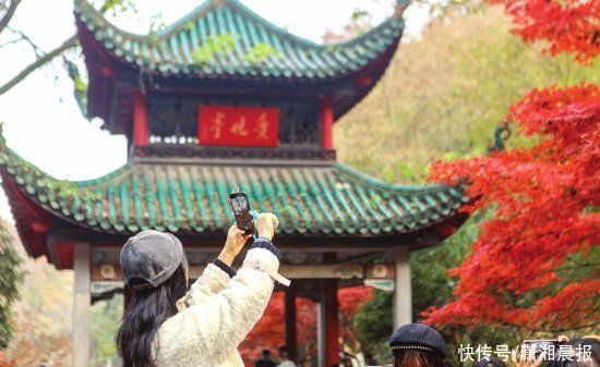 观赏|一起去看最好的枫景：岳麓山、农大等地的枫叶进入最佳观赏期