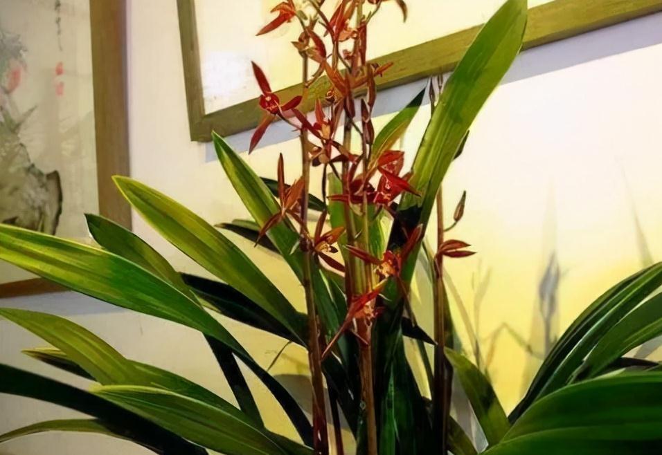 12月养墨兰,必做“四件事”,做好了,春节就能开花