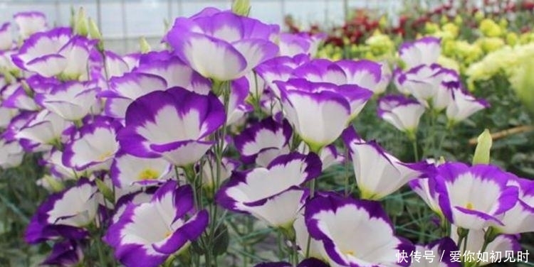 4种花花朵大、颜色艳,一年四季开花不断,花苞轻松开满枝