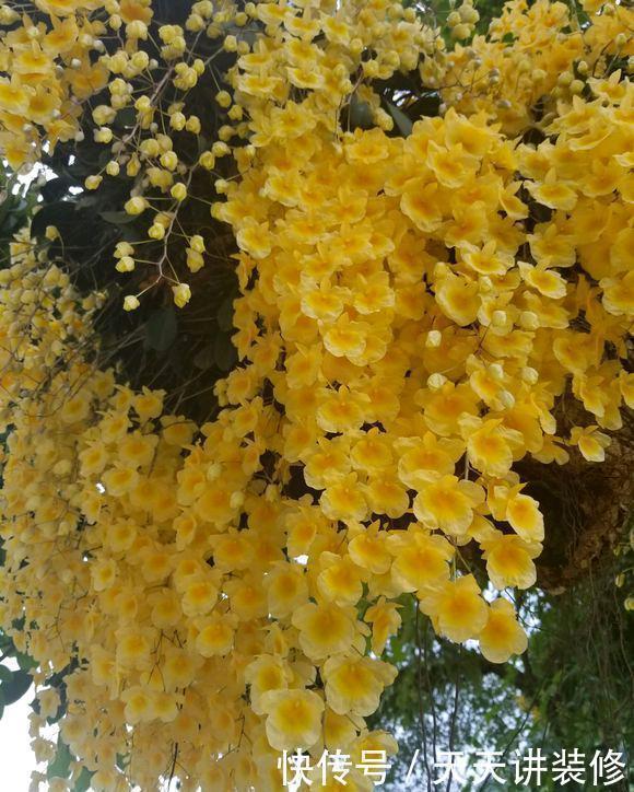 绿萝|13种耐阴花卉,光照不足也能生长旺盛,开花茂密