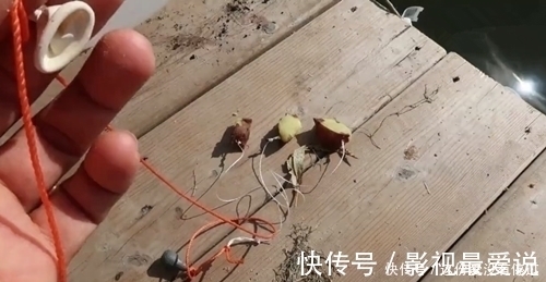 鲤鱼|煮熟的红薯做饵,气球为浮漂,放到大河中,钓获大鲤鱼,成本真低