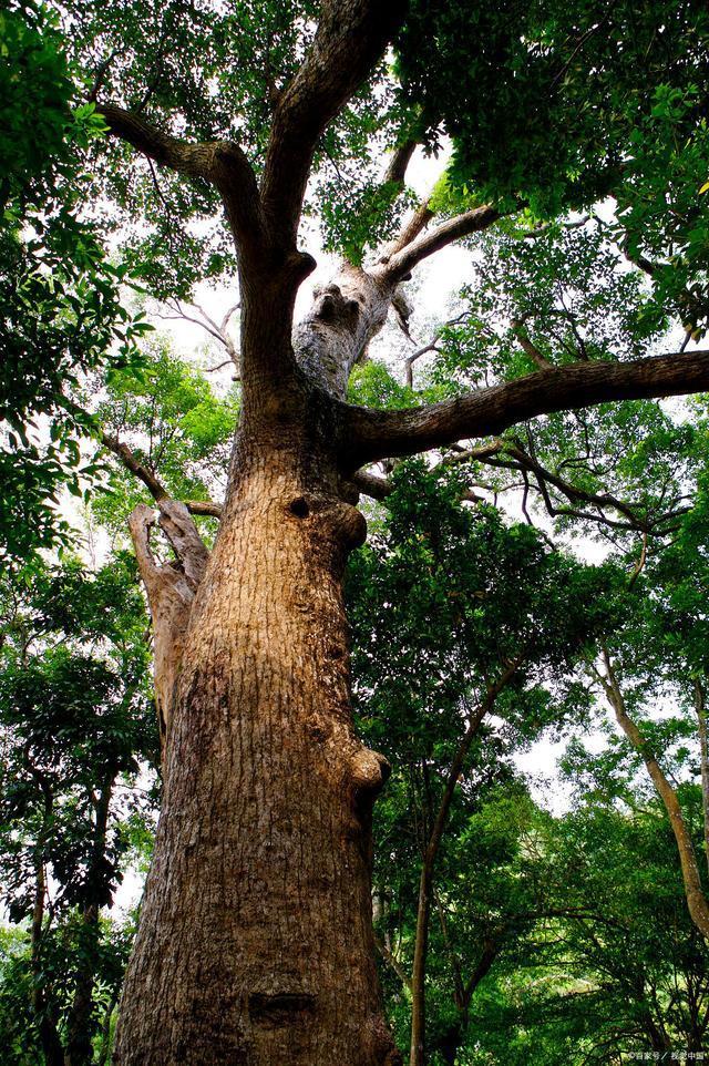 七律$晓东作品,七律·窗外的樟树