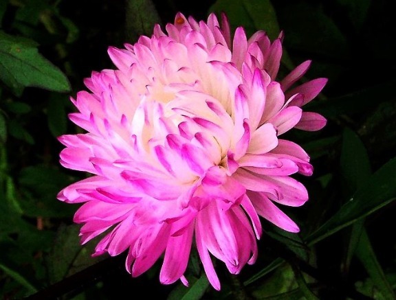 喜欢菊花就养“翠菊”吧！花开“似绒球”，好养易活，开150天