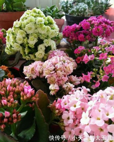 想要长寿花花苞多?家里2种垃圾不要丢,掺在盆里开花爆盆