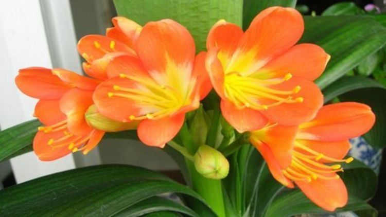 几种花高贵优雅,看了就让人沉醉,一开就是300多天,花期长